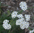 Almindelig røllike (Achillea millefolium)