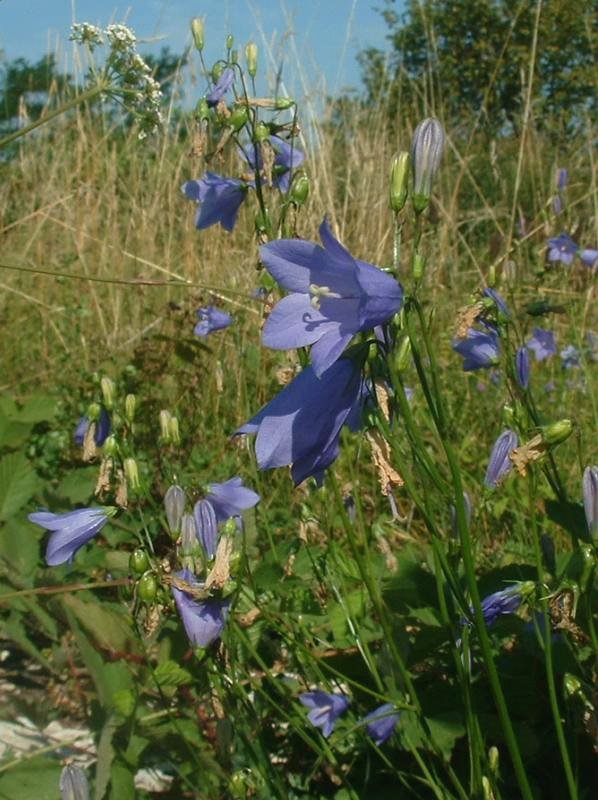 Blåklokke (Campanula rotundifolia)