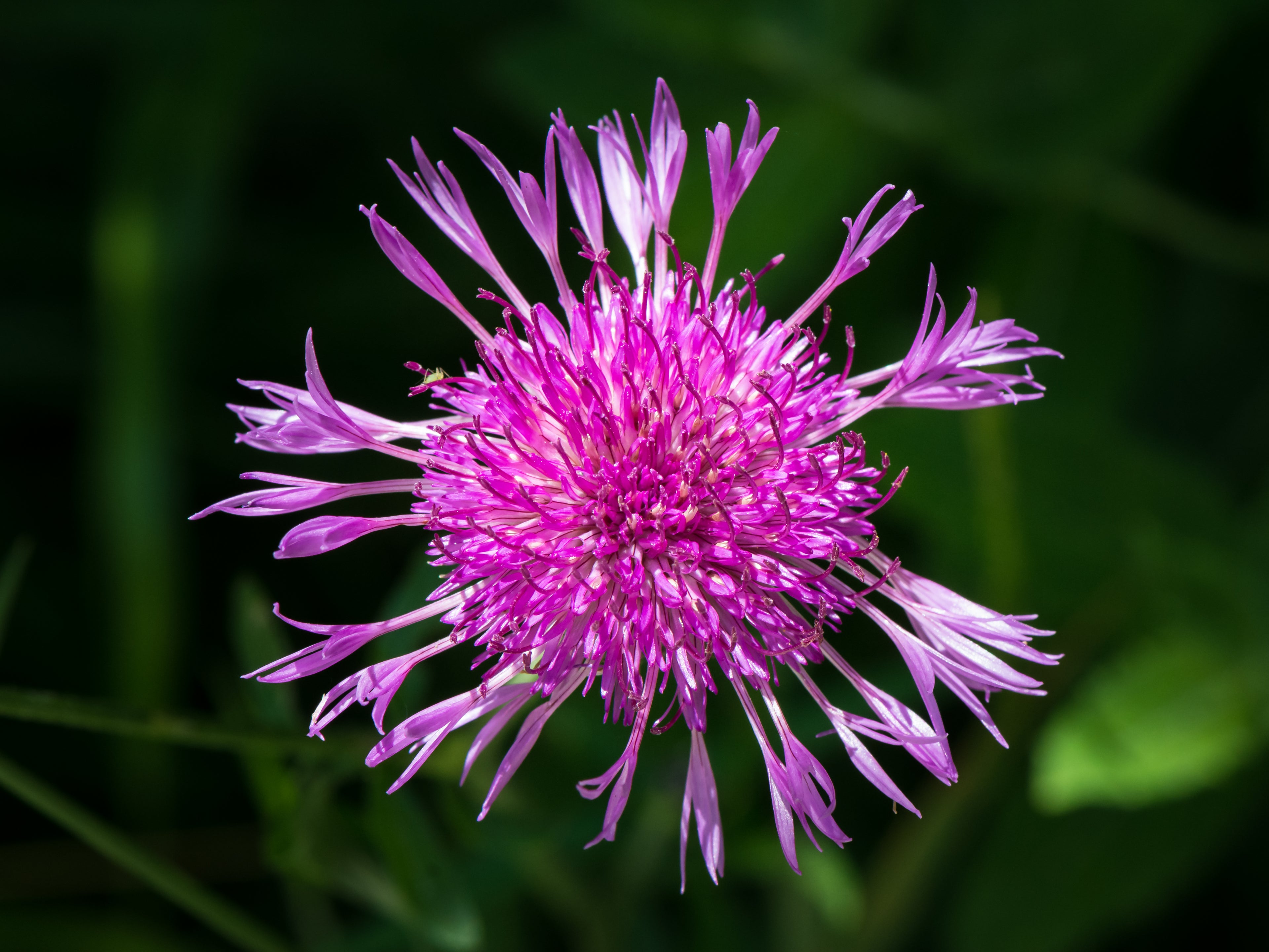 Almindelig knopurt (Centaurea jacea)