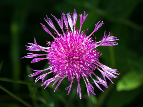 Almindelig knopurt (Centaurea jacea)