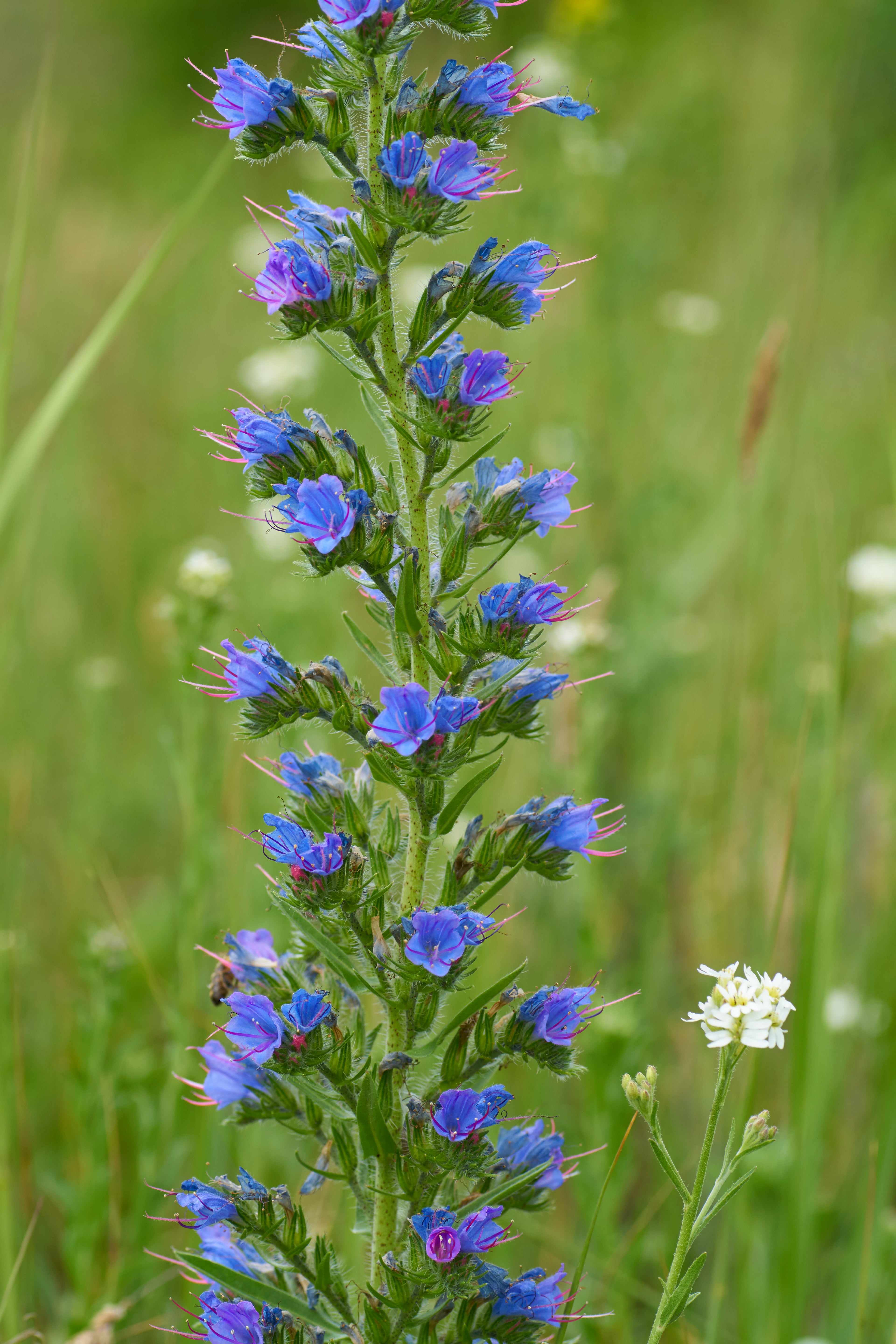 Slangehoved (Echium vulgare)