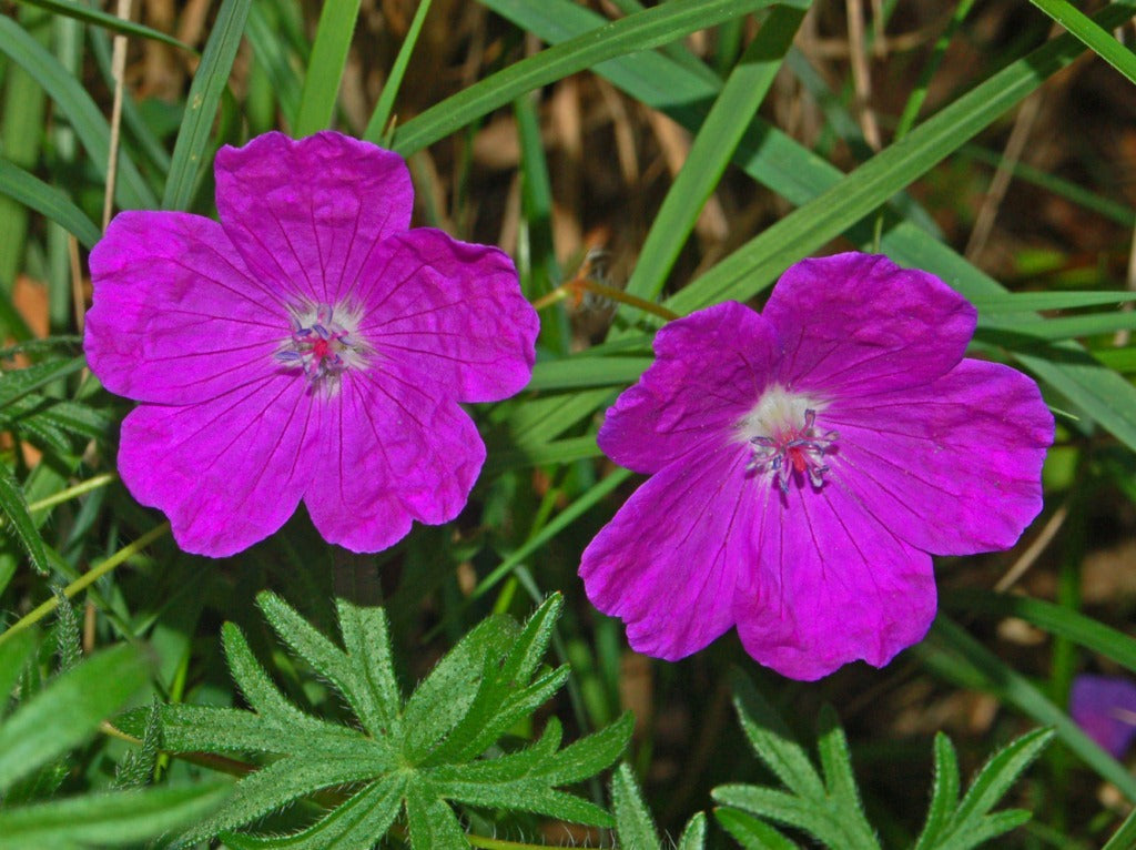Blodrød storkenæb (Geranium sanguineum)