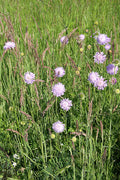 Blåhat (Knautia arvensis)