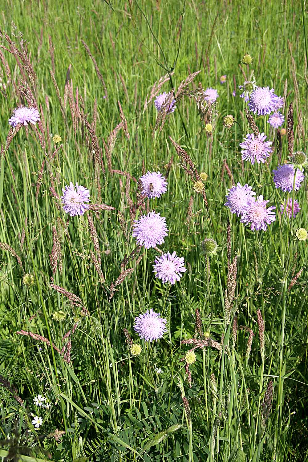 Blåhat (Knautia arvensis)