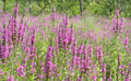 Kattehale (Lythrum salicaria)