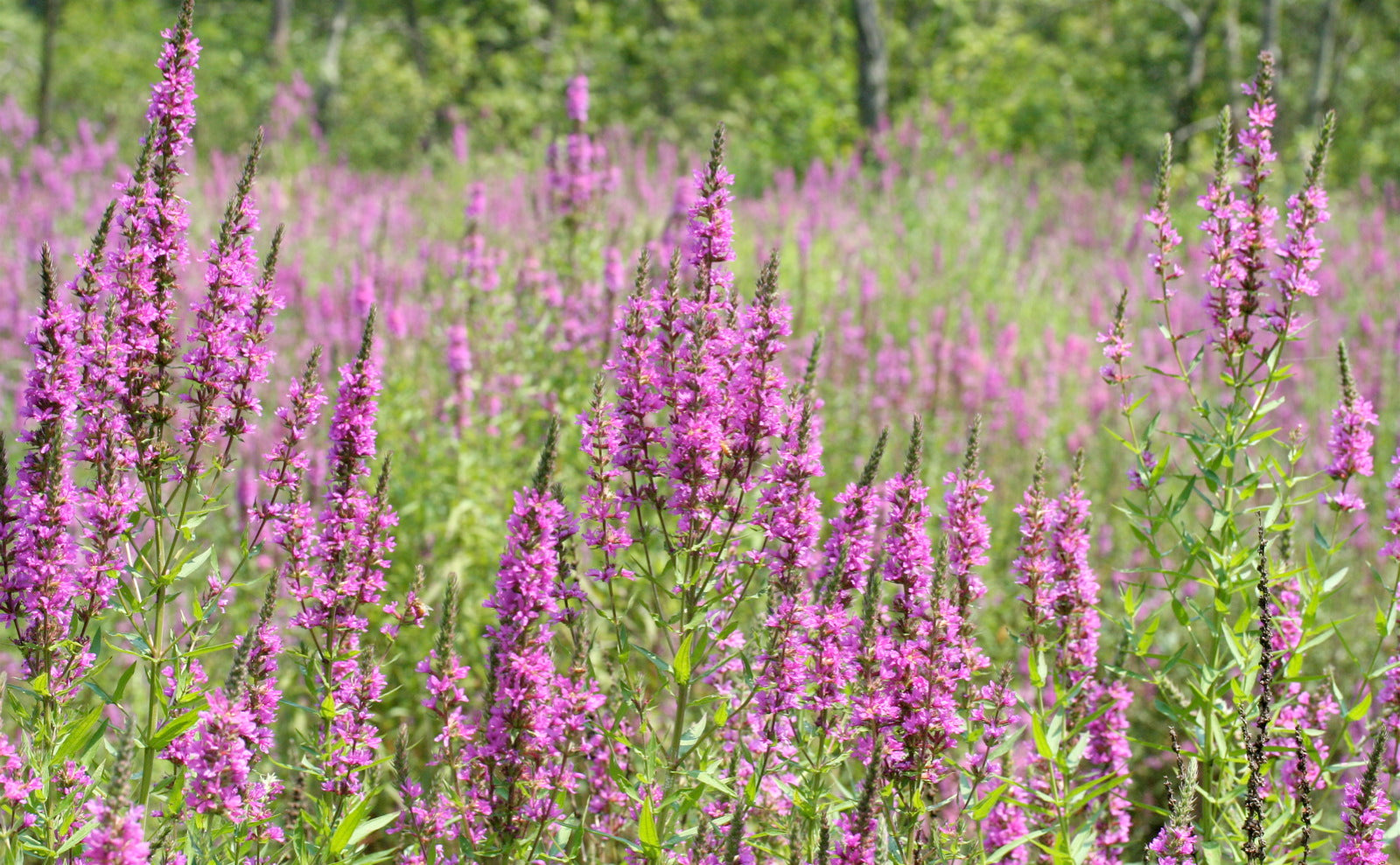 Kattehale (Lythrum salicaria)